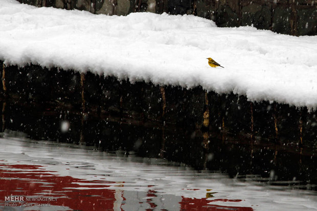 Ardebil under heavy snow