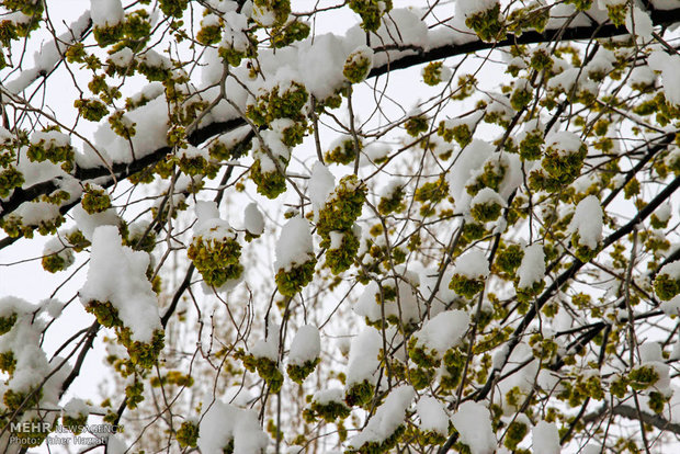 Ardebil under heavy snow