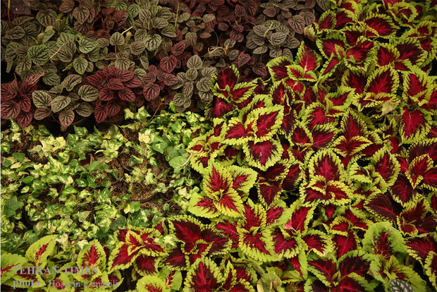 14th International Flower and Plants Exhibition in Tehran 