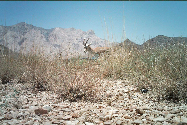 Arask Mountain wildlife