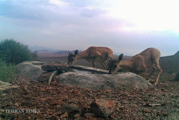 Arask Mountain wildlife