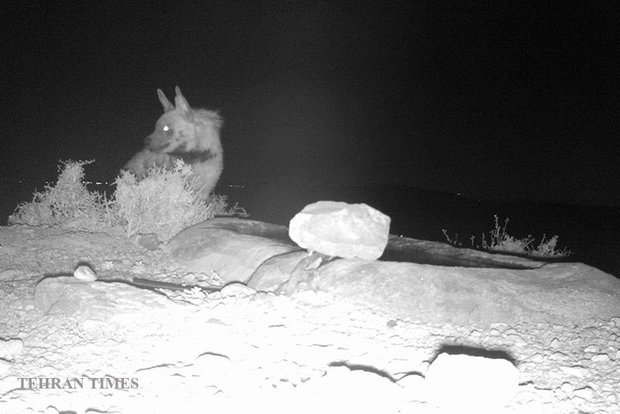 Arask Mountain wildlife