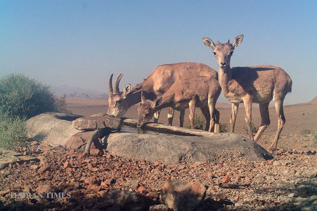 Arask Mountain wildlife