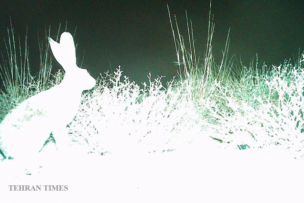 Arask Mountain wildlife