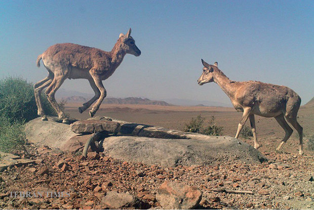 Arask Mountain wildlife