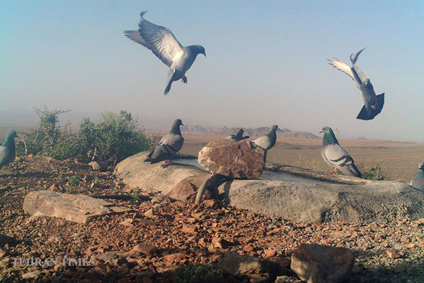 Arask Mountain wildlife