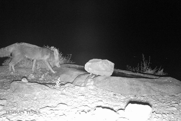 Arask Mountain wildlife