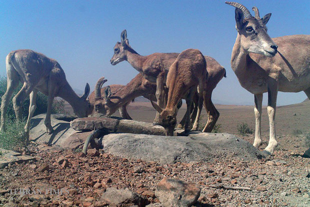 Arask Mountain wildlife