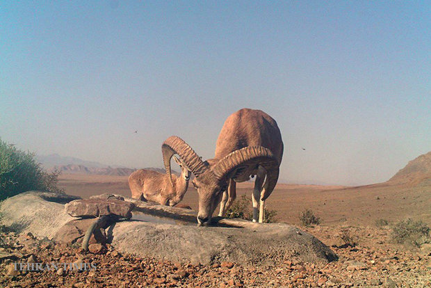 Arask Mountain wildlife