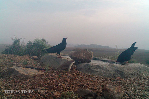 Arask Mountain wildlife