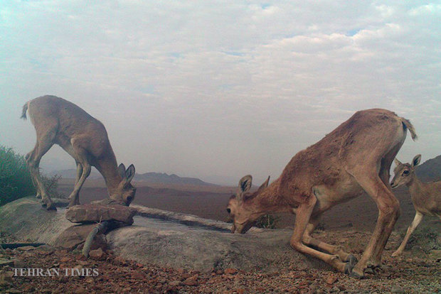 Arask Mountain wildlife