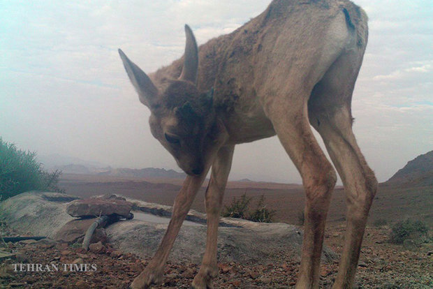 Arask Mountain wildlife