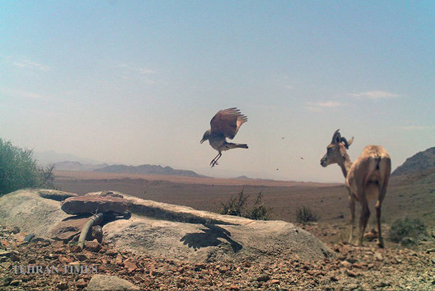 Arask Mountain wildlife
