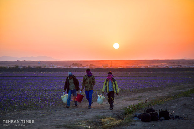 Farmers start getting in Saffron