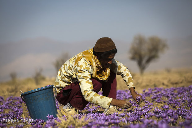 Farmers start getting in Saffron
