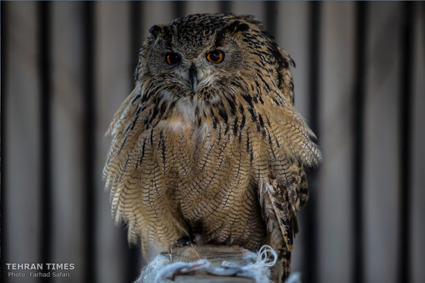 Qazvin nature village, an exceptional zoo