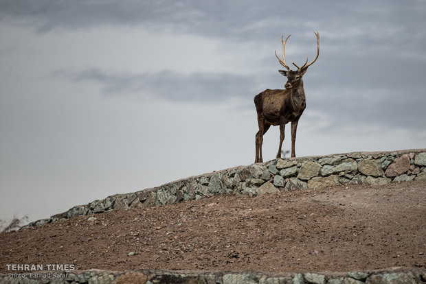 Qazvin nature village, an exceptional zoo