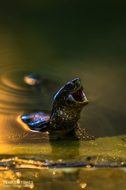 Qazvin nature village, an exceptional zoo