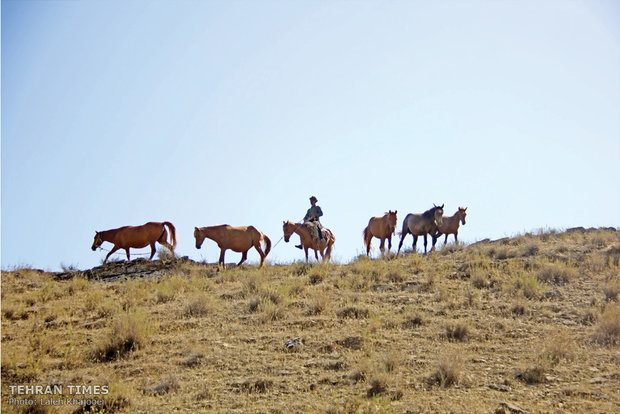Avaz breeds his horses in the nature. Some believes this is the best way to breed the animal while it is the most difficult method too but what keeps him doing this is his deep love for them. 