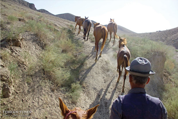 Every day he takes his mares to the plains kilometers away from his house to feed. 