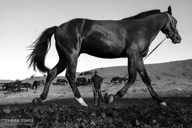 The art of Turkmen horse breeding