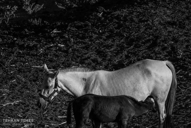 The art of Turkmen horse breeding