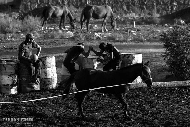 The art of Turkmen horse breeding