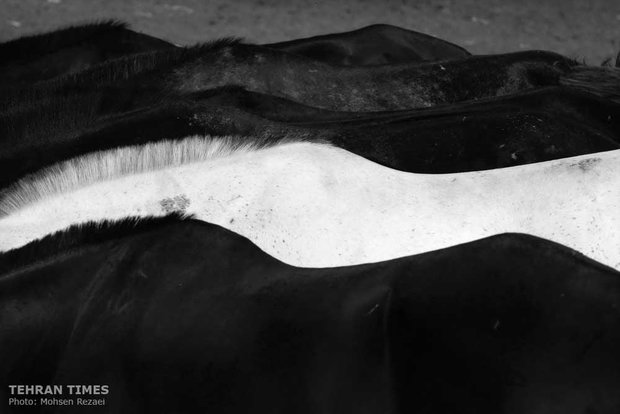 The art of Turkmen horse breeding