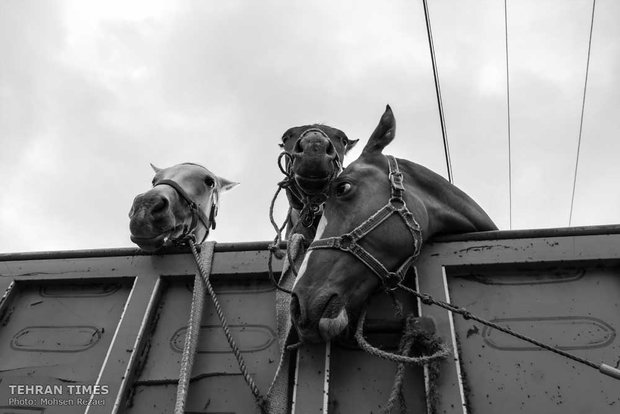 The art of Turkmen horse breeding