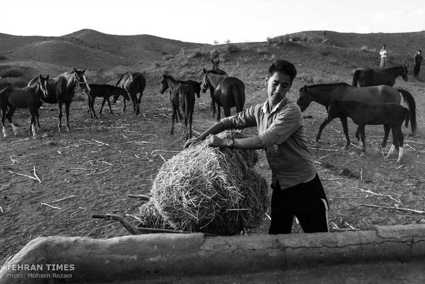 The art of Turkmen horse breeding