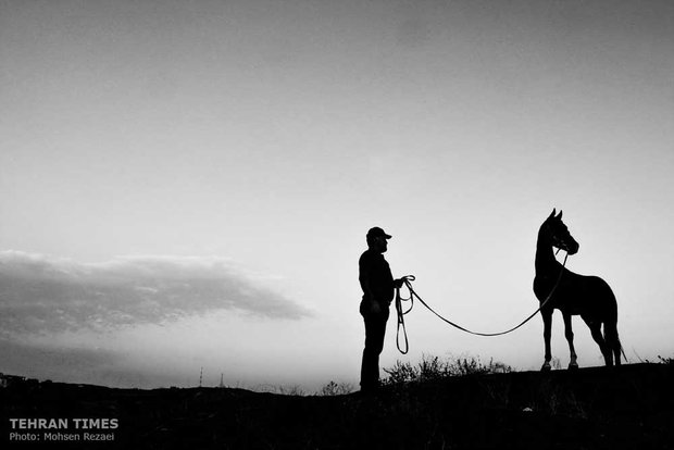 The art of Turkmen horse breeding