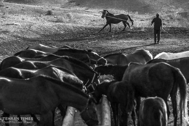 The art of Turkmen horse breeding