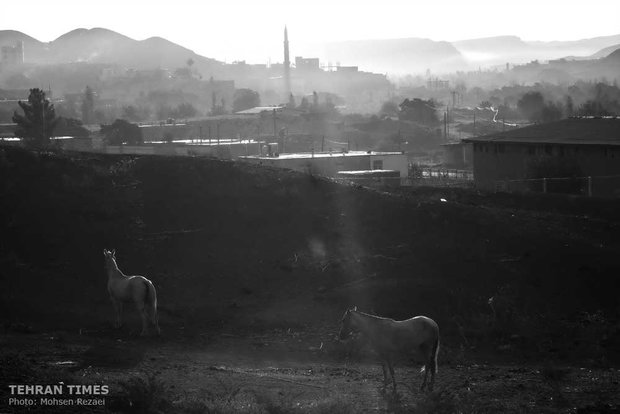 The art of Turkmen horse breeding