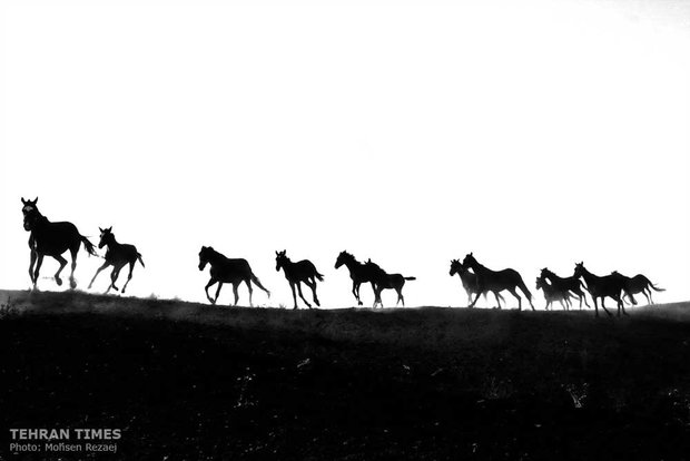 The art of Turkmen horse breeding