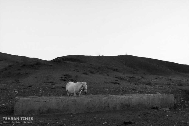The art of Turkmen horse breeding