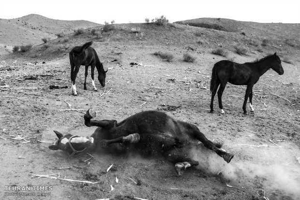 The art of Turkmen horse breeding