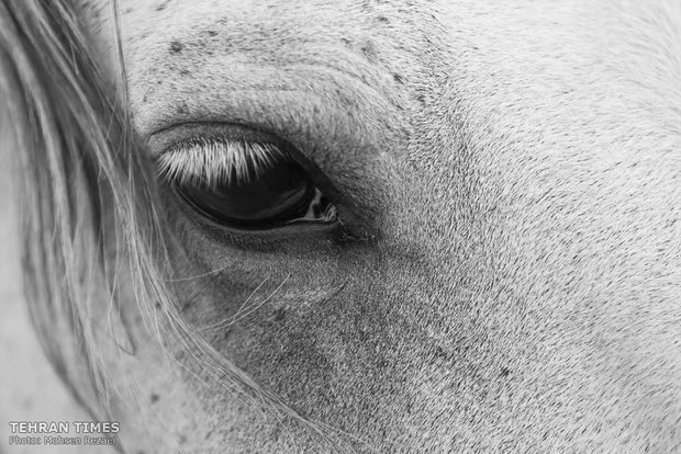 The art of Turkmen horse breeding