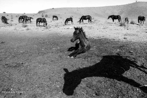 The art of Turkmen horse breeding