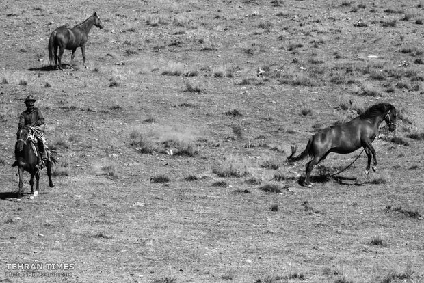 The art of Turkmen horse breeding