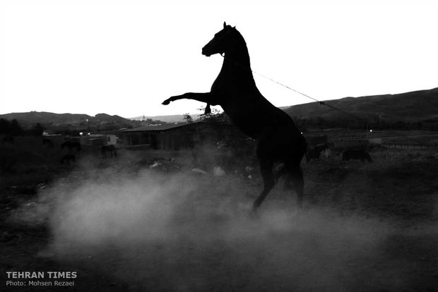 The art of Turkmen horse breeding