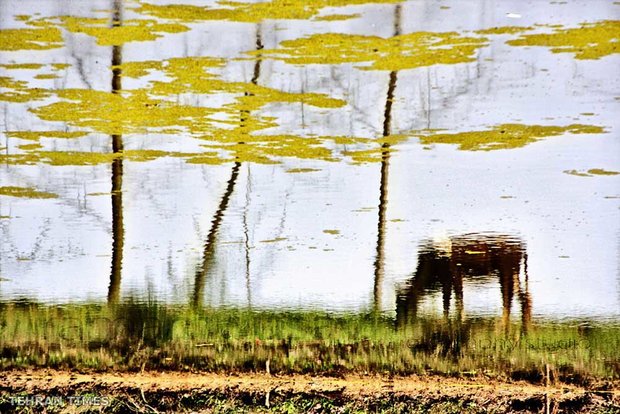 Land of affection - Gilan