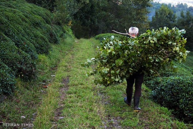 Land of affection - Gilan