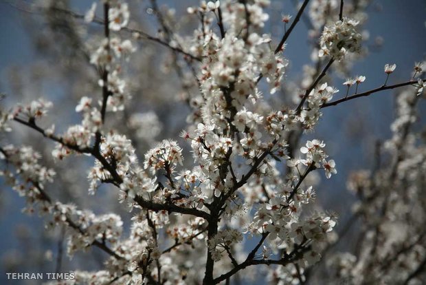 Land of affection - Gilan