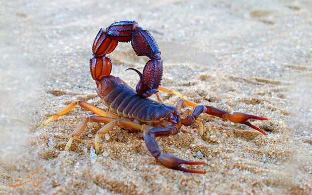 Tehran Times - Iran bans scorpion captive breeding, export