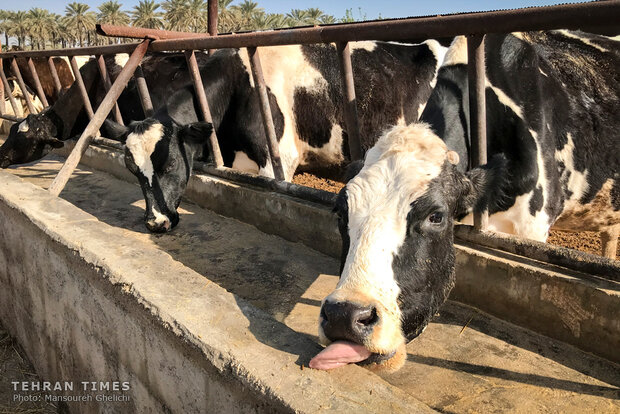 Charity helps breeder gain financial independence 