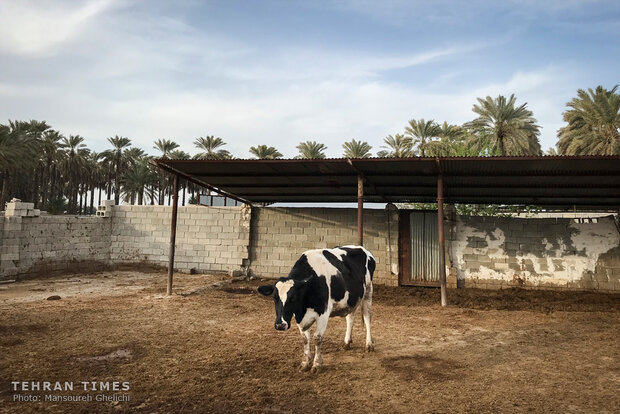 Charity helps breeder gain financial independence 