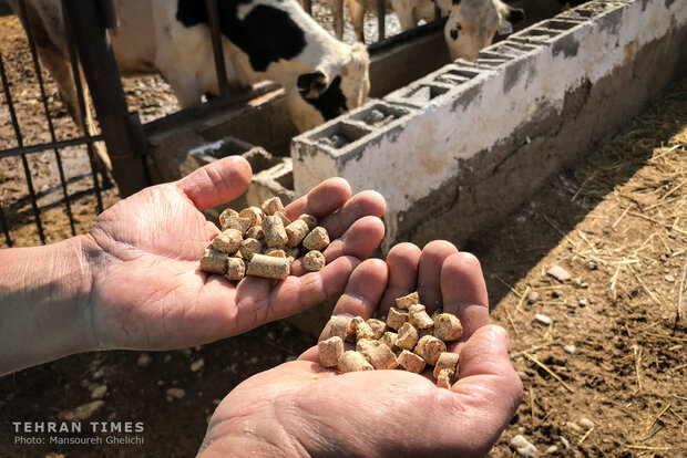 Charity helps breeder gain financial independence 