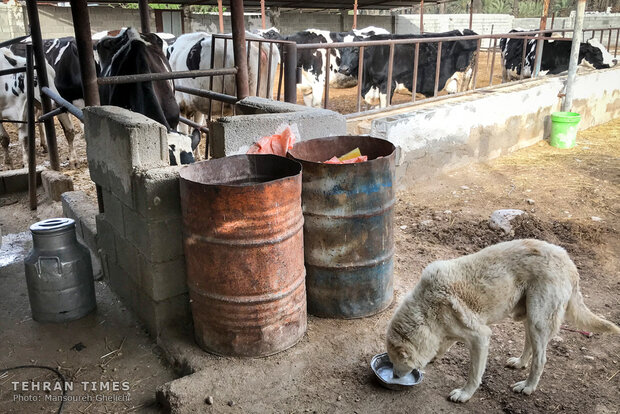 Charity helps breeder gain financial independence 