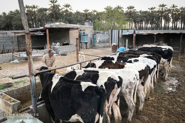 Charity helps breeder gain financial independence 