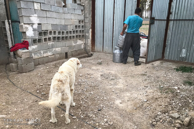 Charity helps breeder gain financial independence 